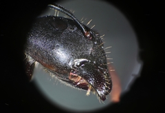 Camponotus barbaricus