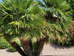 Chamaerops humilis