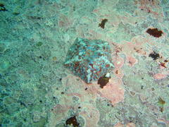 Parvulastra dyscrita