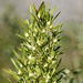 Leucadendron salicifolium - Photo (c) Richard Adcock, algunos derechos reservados (CC BY-NC), subido por Richard Adcock