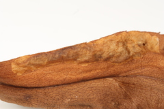 Calycomyza solidaginis