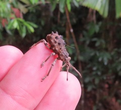 Leptopius brachystylus