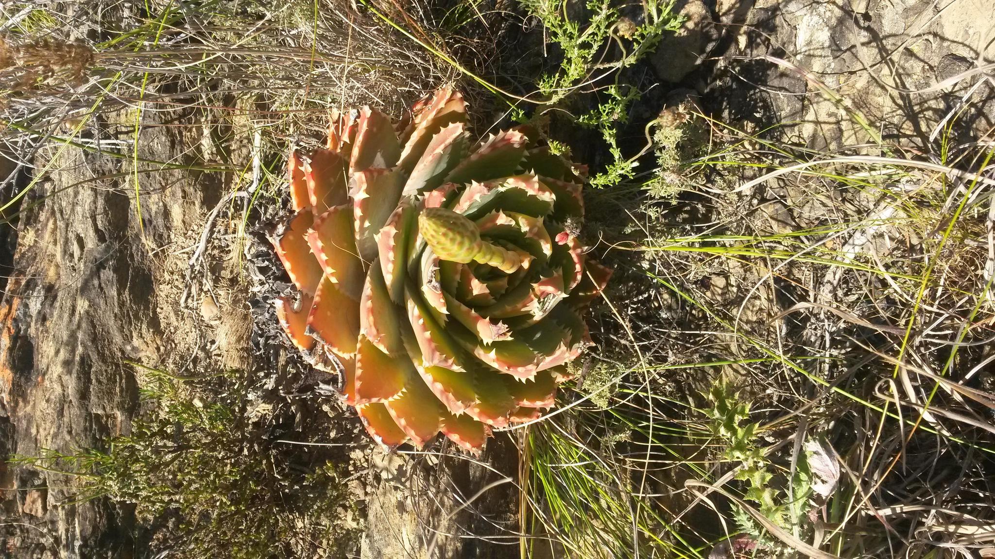 Aloe brevifolia var. depressa