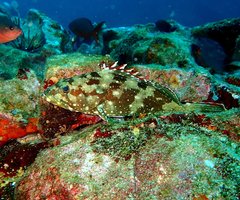 Epinephelus labriformis