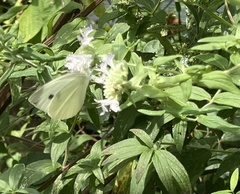 Pycnanthemum verticillatum