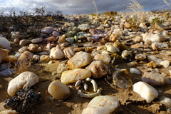 Anacampseros papyracea perplexa