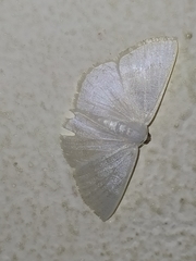 Lepidoptera