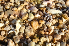 Anacampseros papyracea perplexa