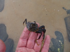 Grapsus tenuicrustatus
