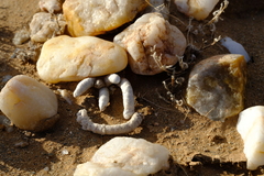 Anacampseros papyracea perplexa