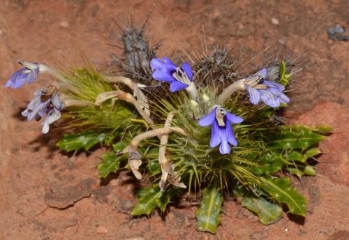 Trumpet Spikeviolet (Acanthopsis tuba)