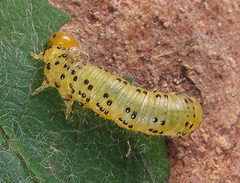 Pristiphora geniculata