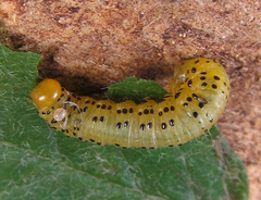 Pristiphora geniculata