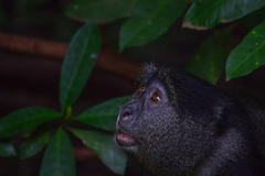 Cercopithecus mitis manyaraensis