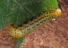 Pristiphora geniculata