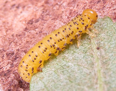 Pristiphora geniculata