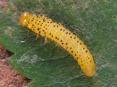 Pristiphora geniculata