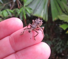Leptopius brachystylus
