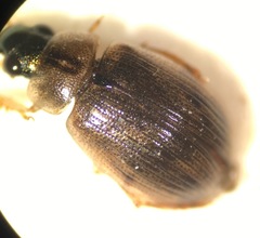 Berosus fraternus