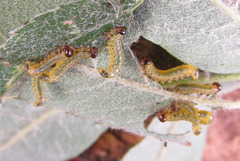 Pristiphora geniculata