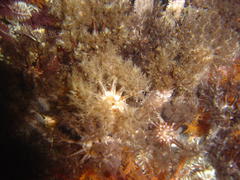 Pentacta doliolum