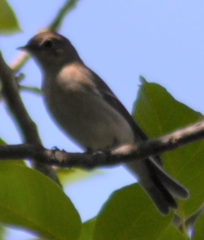 Ficedula hypoleuca