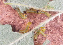 Pristiphora geniculata