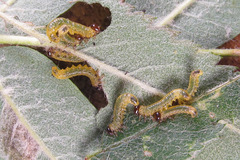 Pristiphora geniculata