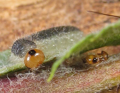 Cladius compressicornis