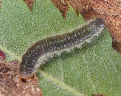 Cladius compressicornis