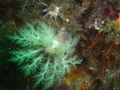 Pentacta doliolum
