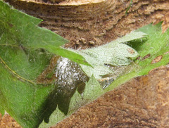 Cladius compressicornis