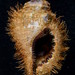 Caracol Tritón Encapotado - Photo (c) Shellnut, algunos derechos reservados (CC BY-SA)