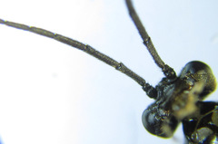 Cladius compressicornis