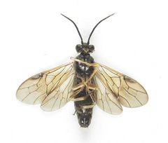 Cladius compressicornis