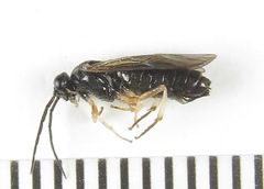 Cladius compressicornis
