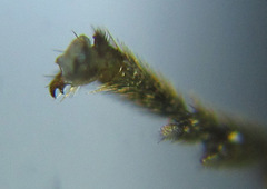 Cladius compressicornis