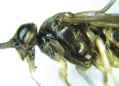 Cladius compressicornis