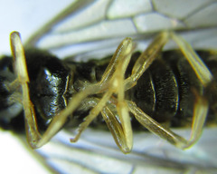 Cladius compressicornis