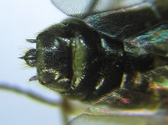 Cladius compressicornis