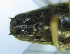 Cladius compressicornis