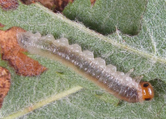 Cladius compressicornis