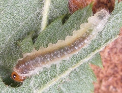 Cladius compressicornis