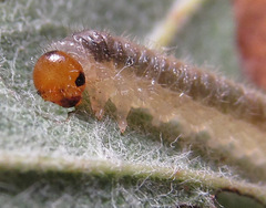Cladius compressicornis