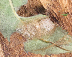 Cladius compressicornis