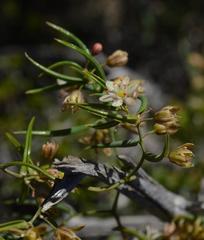 Asparagus volubilis