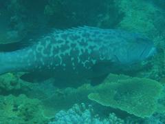 Plectropomus punctatus