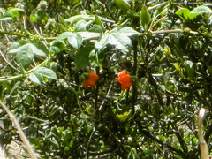 Caiophora contorta