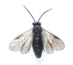 Cladius compressicornis
