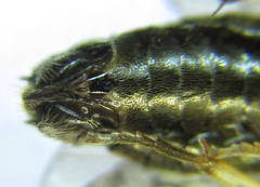 Cladius compressicornis